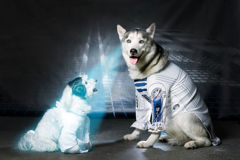 Illustration for article titled May the 4th be with these animals dressed as Star Wars characters